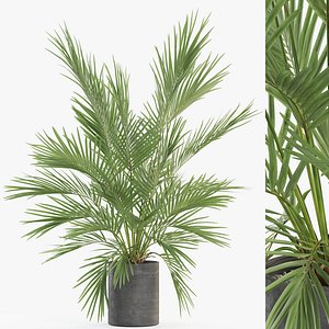 Plants collection 988 3D