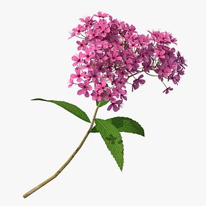 blooming spiraea japonica anthony 3D