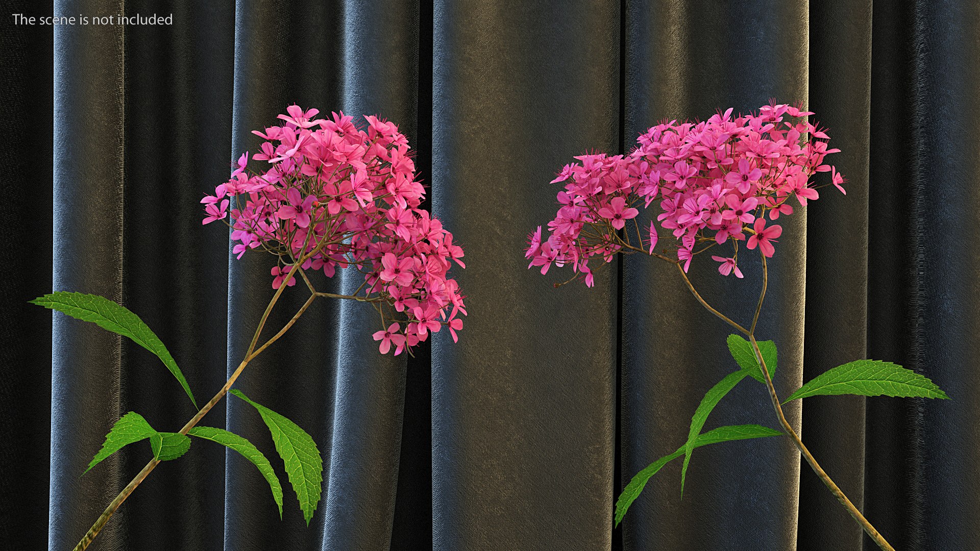 Blooming Spiraea Japonica Anthony Waterer Branch 3D model preview