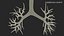 3D Bronchial Tree Anatomical Structure