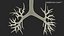 3D Bronchial Tree Anatomical Structure
