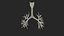 3D Bronchial Tree Anatomical Structure