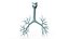 3D Bronchial Tree Anatomical Structure