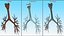 3D Bronchial Tree Anatomical Structure