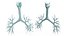 3D Bronchial Tree Anatomical Structure