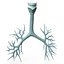 3D Bronchial Tree Anatomical Structure