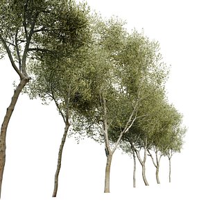 3D Olea europaea