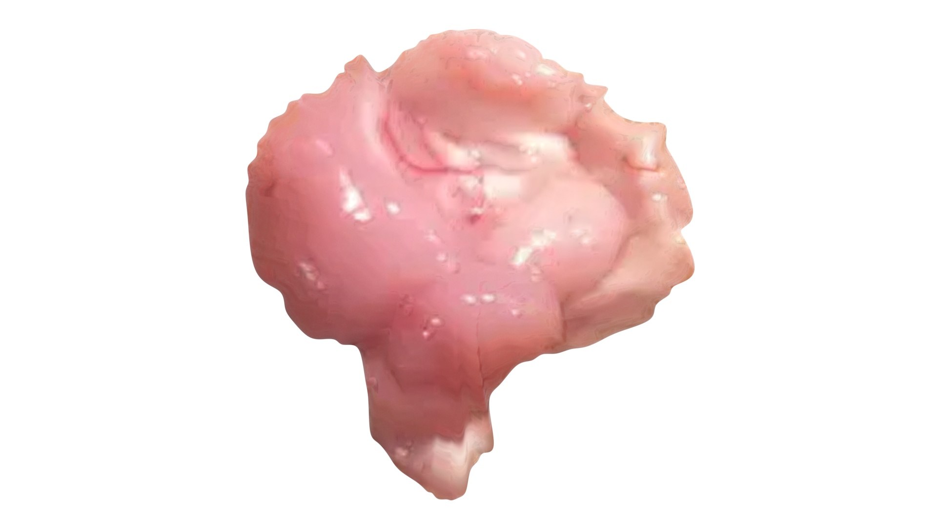 3D Chicken Brain model https://p.turbosquid.com/ts-thumb/xp/A47BIk/Hm/chickenbrain13/jpg/1719902101/1920x1080/fit_q87/d931adf0e3cdb21a0f945a82f2aefd6108f83bbe/chickenbrain13.jpg