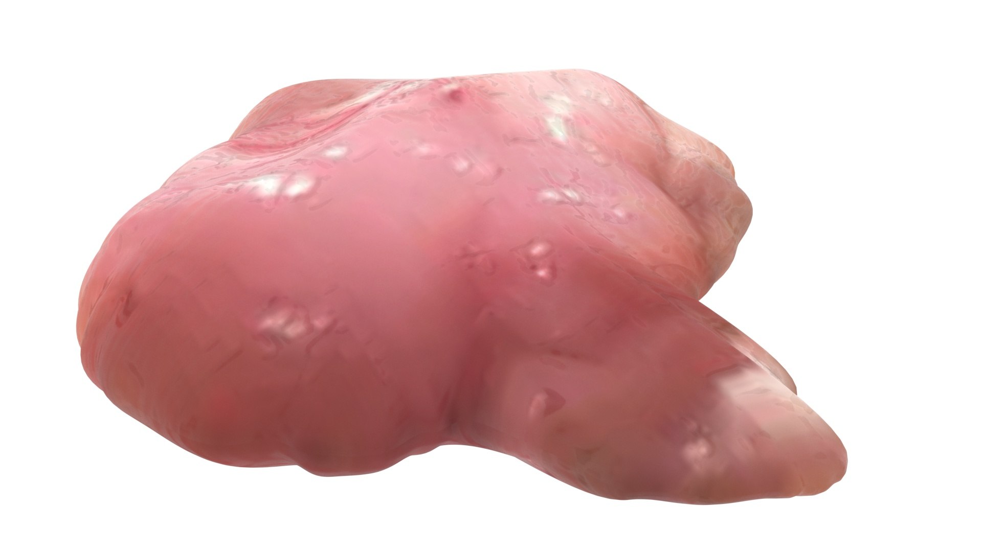 3D Chicken Brain model https://p.turbosquid.com/ts-thumb/xp/A47BIk/lw/chickenbrain8/jpg/1719902103/1920x1080/fit_q87/66a4e2bcb931ebebd823cba21cfeb463f7ebf3be/chickenbrain8.jpg
