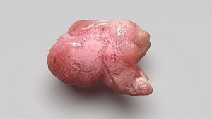 3D Chicken Brain model