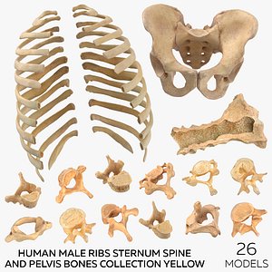 Human Male Ribs Sternum Spine and Pelvis Bones Collection Yellow - 26 models