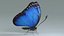 Farfalla Morpho blu truccata Xgen