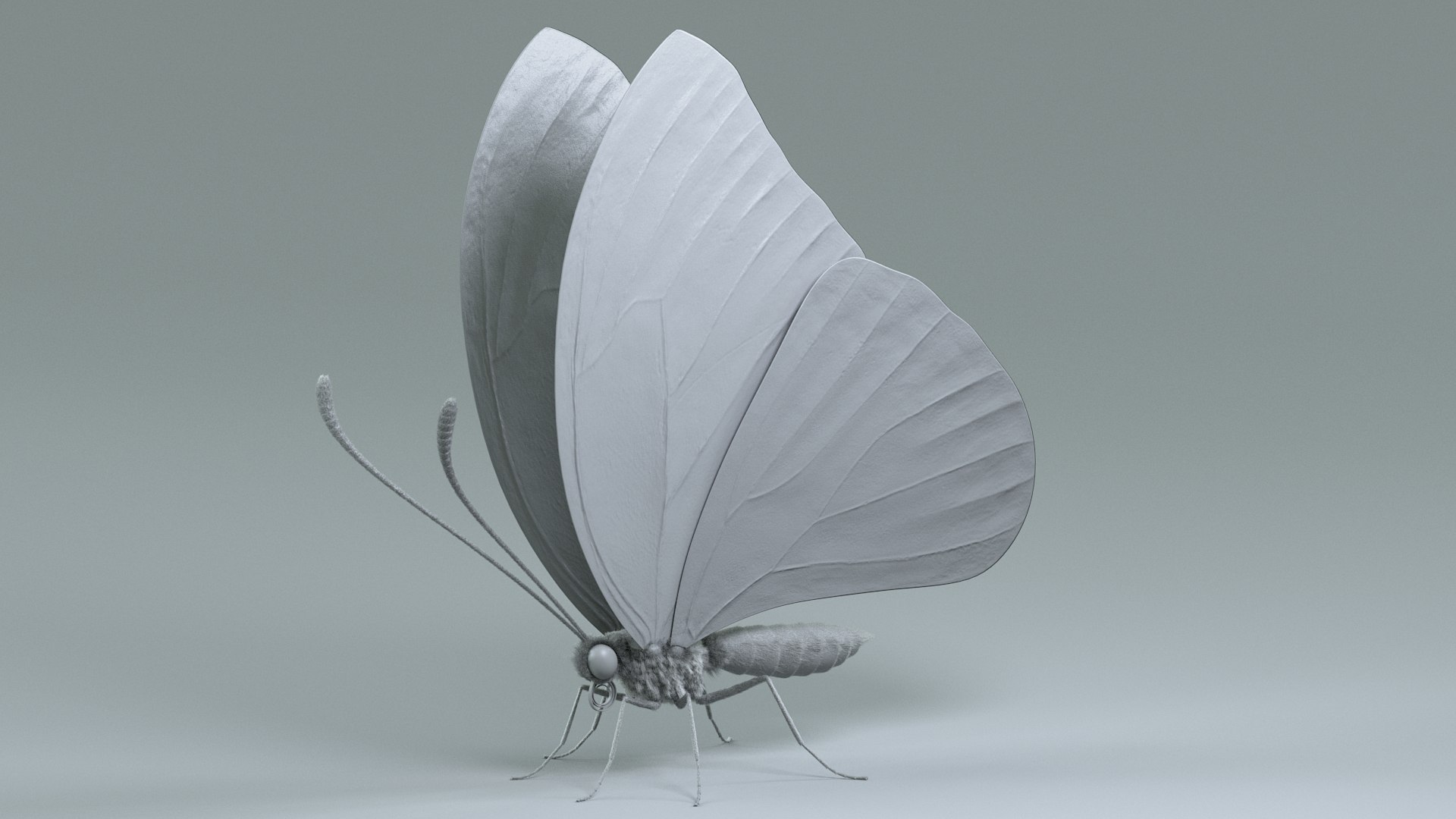 3D model Blue Morpho Butterfly Rigged Xgen https://p.turbosquid.com/ts-thumb/xp/GmgiVD/0w/blue_morpho_18/jpg/1728892182/1920x1080/fit_q87/223fe3280c2679a1afc414145bec1496fceaa2fe/blue_morpho_18.jpg