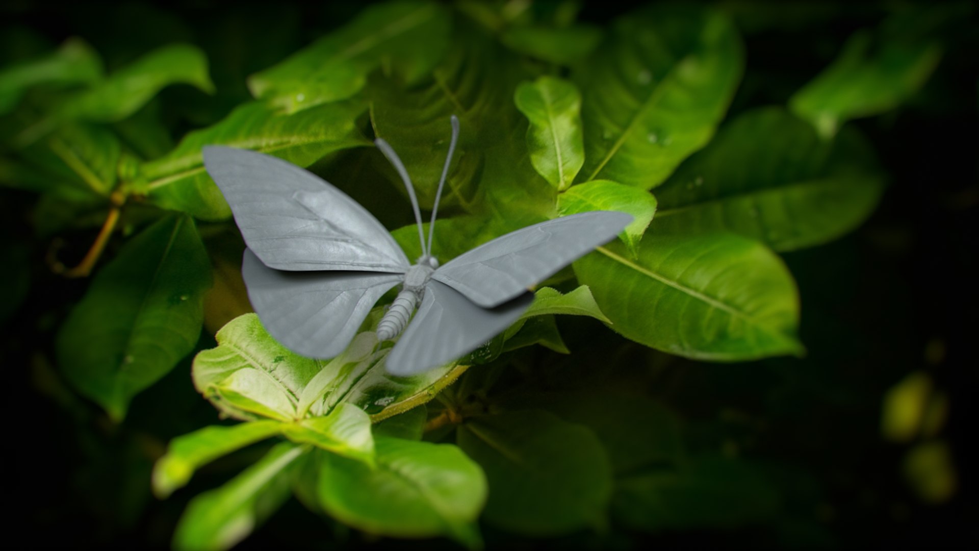 3D model Blue Morpho Butterfly Rigged Xgen https://p.turbosquid.com/ts-thumb/xp/GmgiVD/1D/blue_morpho_scene_02_clay/jpg/1728891874/1920x1080/fit_q87/b541c46c8dc1a7d9c360d655a555405b235812b7/blue_morpho_scene_02_clay.jpg