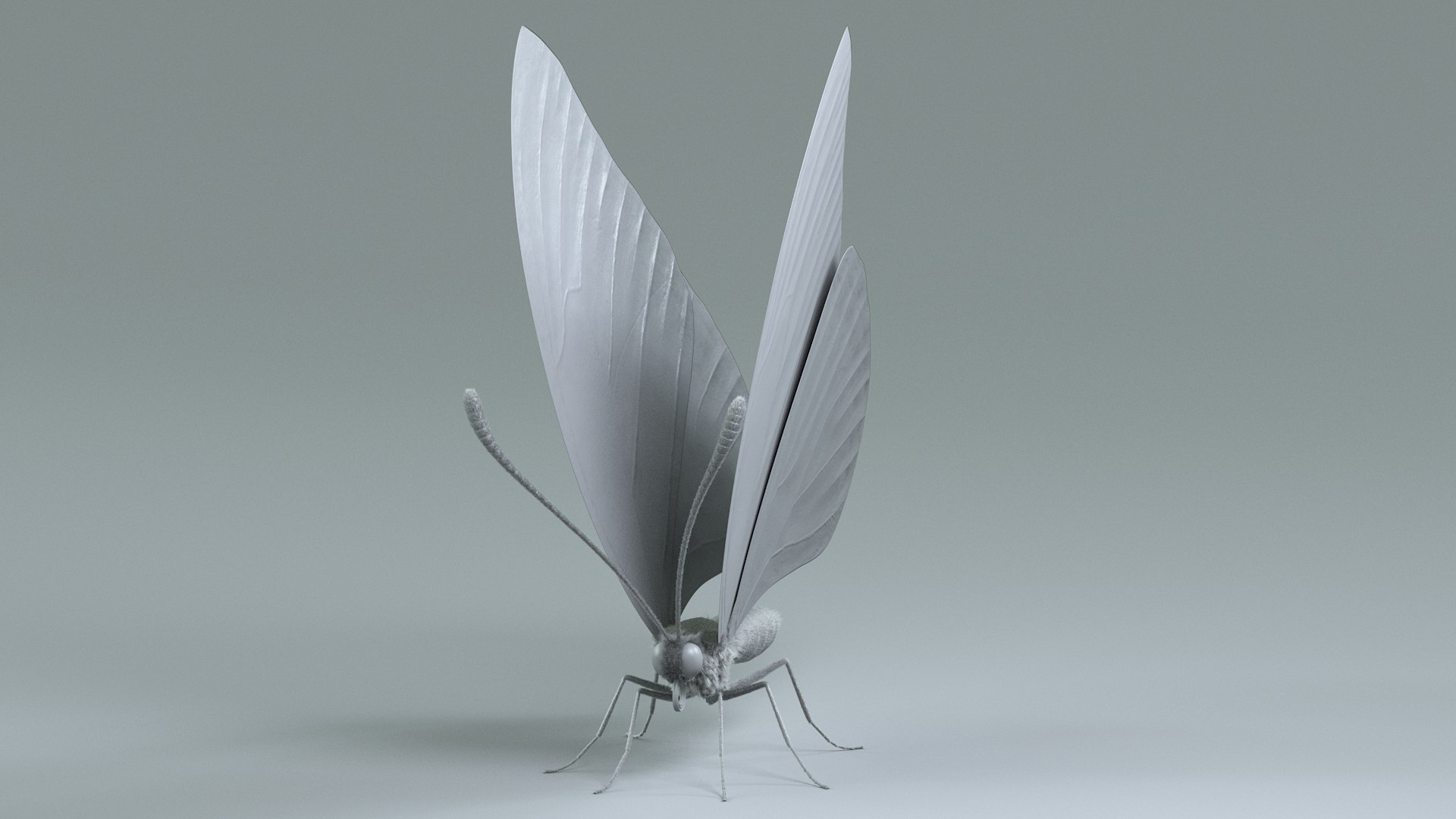 3D model Blue Morpho Butterfly Rigged Xgen https://p.turbosquid.com/ts-thumb/xp/GmgiVD/1T/blue_morpho_19/jpg/1728892184/1920x1080/fit_q87/139319d4f427ed817cf5adab2c7ced96a48f2868/blue_morpho_19.jpg