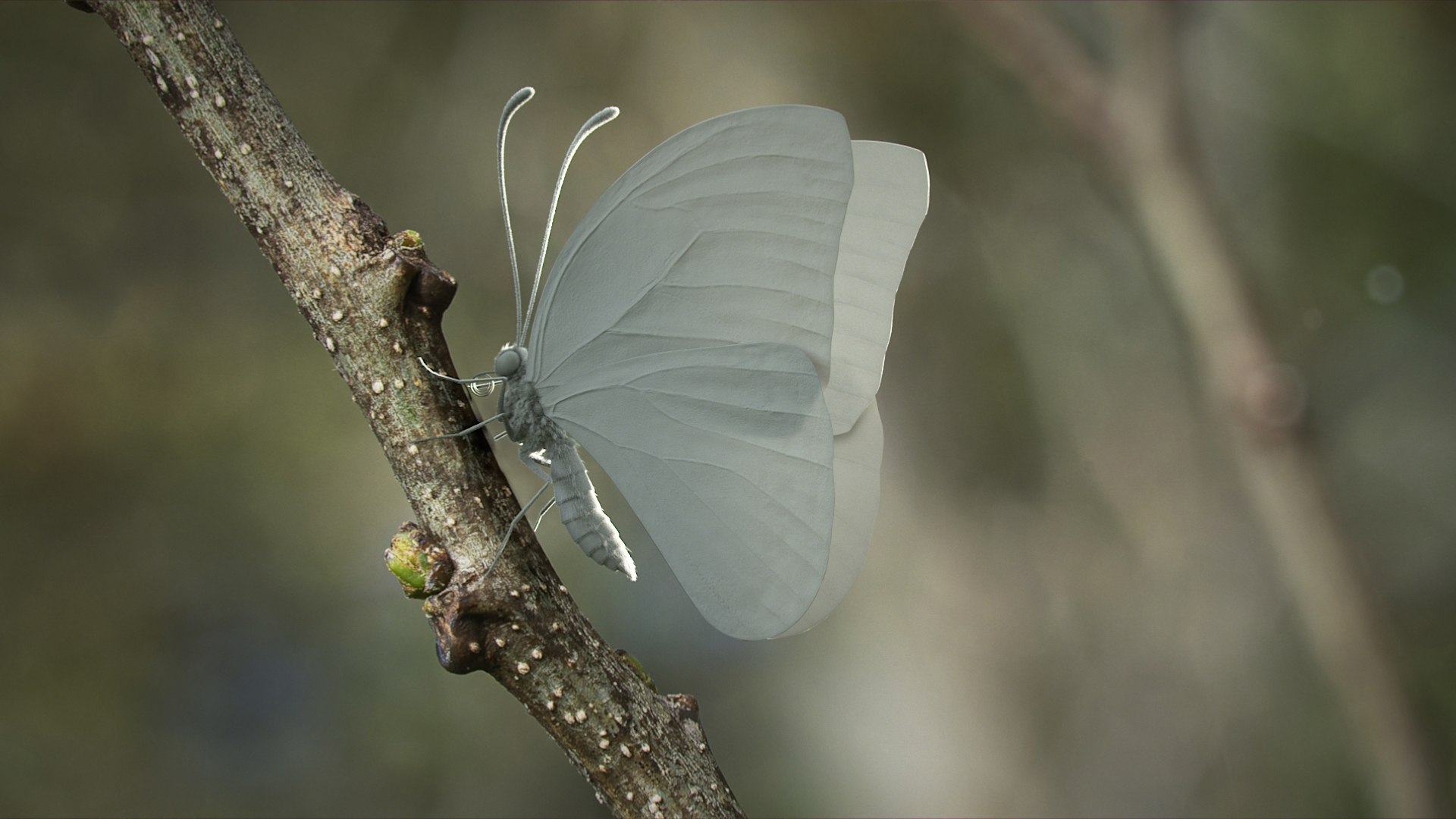 3D model Blue Morpho Butterfly Rigged Xgen https://p.turbosquid.com/ts-thumb/xp/GmgiVD/3n/blue_morpho_scene_01_clay/jpg/1728891847/1920x1080/fit_q87/dc2cf461e98edfb50407ec689a67ffc13b27ab02/blue_morpho_scene_01_clay.jpg