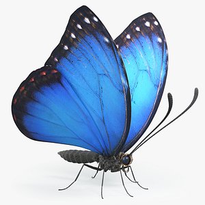 Blue Morpho Butterfly Rigged Xgen