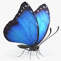 Blue Morpho Butterfly Rigged Xgen