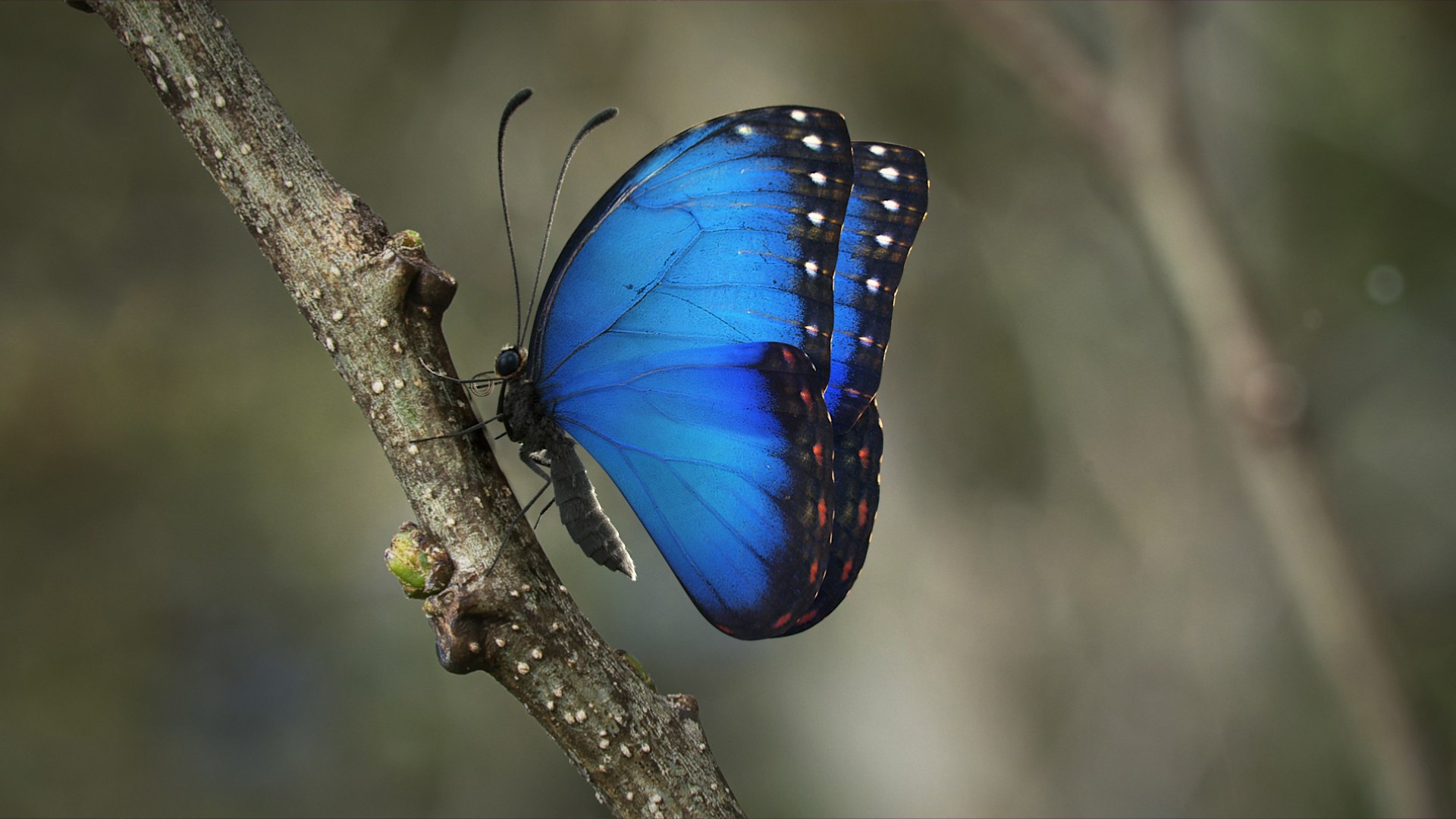 3D model Blue Morpho Butterfly Rigged Xgen https://p.turbosquid.com/ts-thumb/xp/GmgiVD/9H/blue_morpho_scene_01/jpg/1728891848/1920x1080/fit_q87/799d51c8ff477076588e6120b8d73c51b90ff73d/blue_morpho_scene_01.jpg