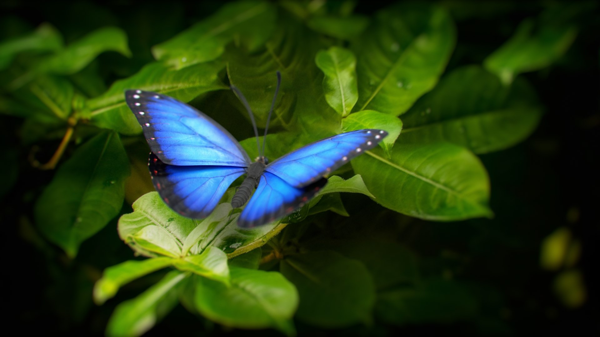 3D model Blue Morpho Butterfly Rigged Xgen https://p.turbosquid.com/ts-thumb/xp/GmgiVD/As/blue_morpho_scene_02/jpg/1728891874/1920x1080/fit_q87/2634e1ca5798ec6a96626a789aae994e5cde3a1a/blue_morpho_scene_02.jpg