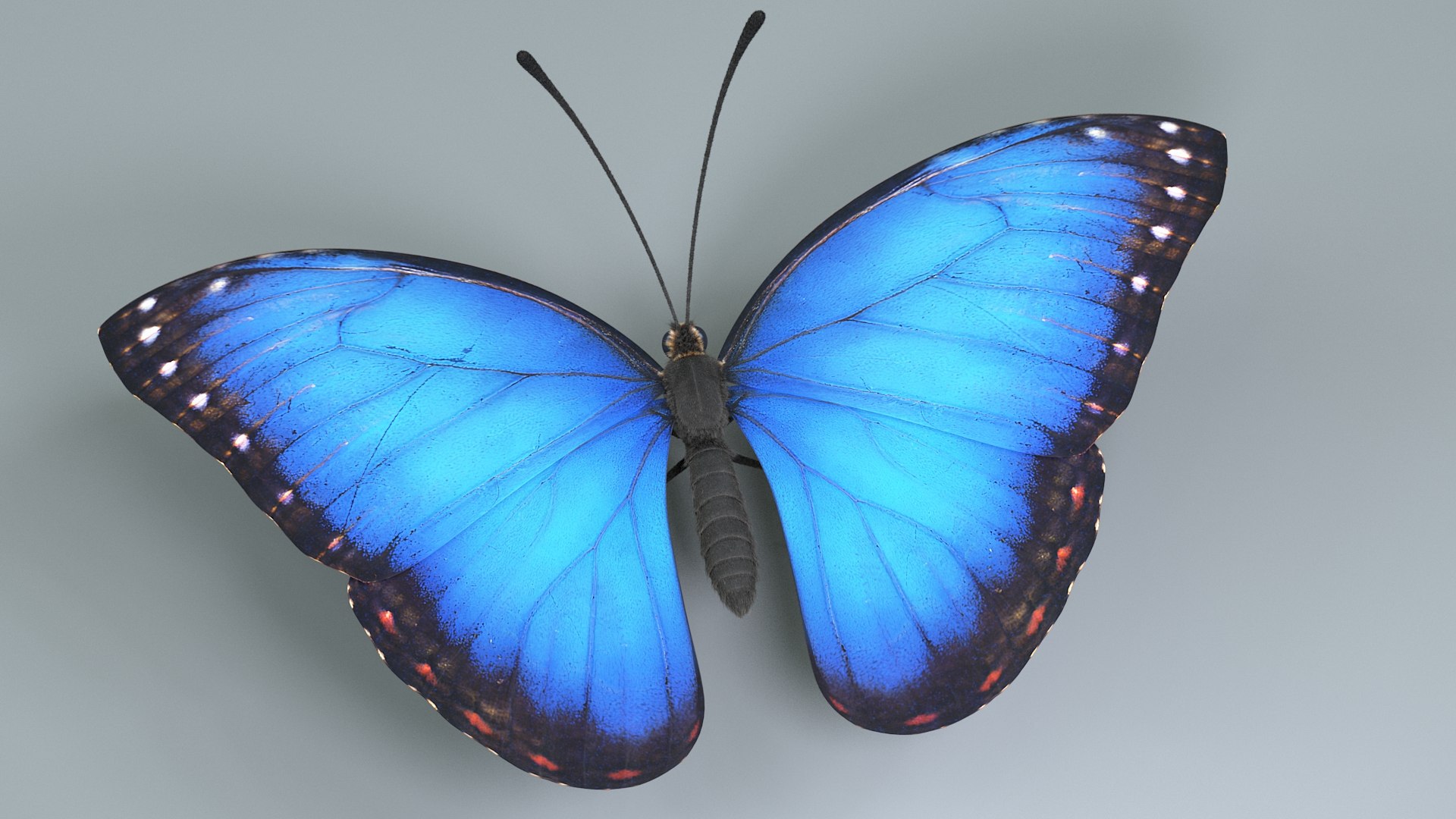 3D model Blue Morpho Butterfly Rigged Xgen https://p.turbosquid.com/ts-thumb/xp/GmgiVD/CK/blue_morpho_06/jpg/1728892083/1920x1080/fit_q87/d19b3a3f145c73ef6bd865927e2679fc316c8813/blue_morpho_06.jpg