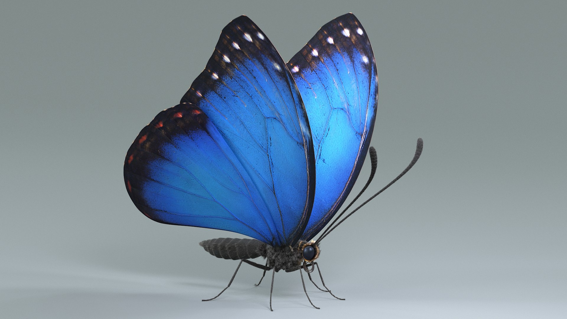 3D model Blue Morpho Butterfly Rigged Xgen https://p.turbosquid.com/ts-thumb/xp/GmgiVD/Ti/blue_morpho_02/jpg/1728891827/1920x1080/fit_q87/1a78111893053f0a6e56e1f5992b40de666a95f5/blue_morpho_02.jpg