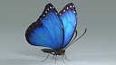 Blue Morpho Butterfly Rigged Xgen