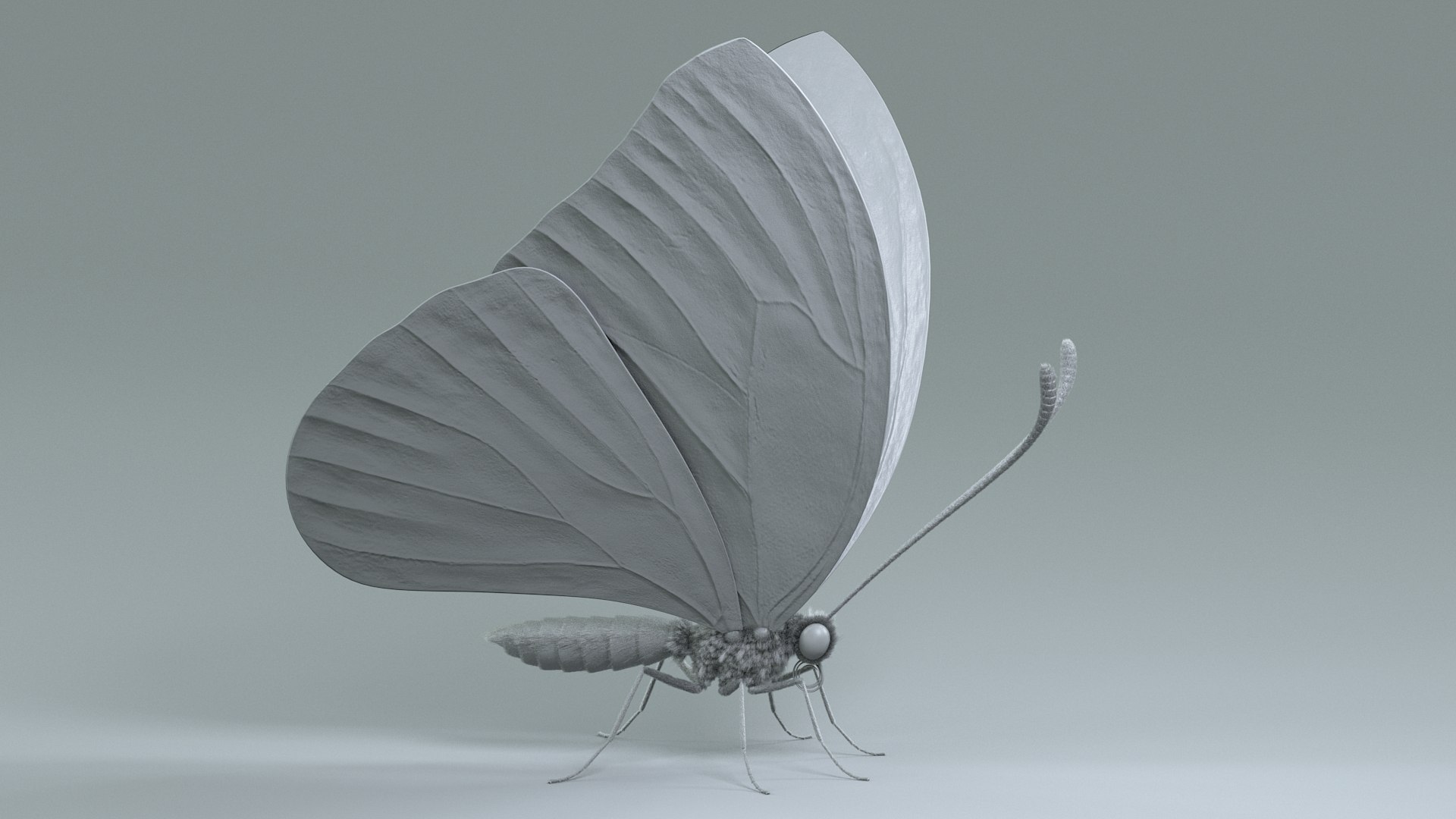 3D model Blue Morpho Butterfly Rigged Xgen https://p.turbosquid.com/ts-thumb/xp/GmgiVD/b7/blue_morpho_13/jpg/1728892175/1920x1080/fit_q87/457a7321ddc89ef320ce779c2be172222f64f293/blue_morpho_13.jpg