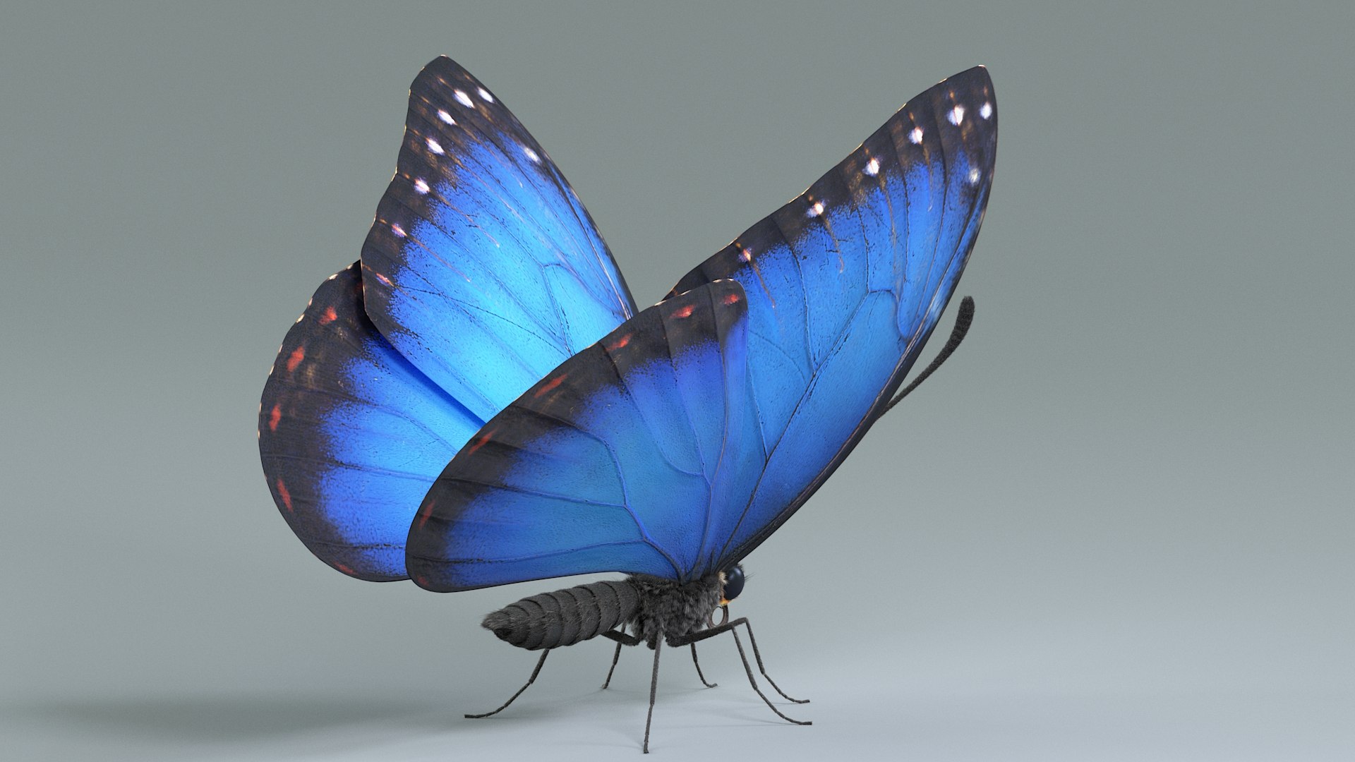 3D model Blue Morpho Butterfly Rigged Xgen https://p.turbosquid.com/ts-thumb/xp/GmgiVD/tq/blue_morpho_04/jpg/1728892080/1920x1080/fit_q87/40f2b01d983bd843523ad9856ff3d94281d6cef6/blue_morpho_04.jpg