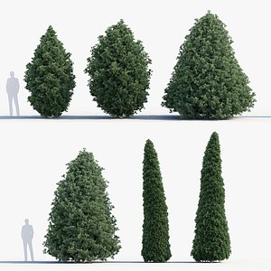 Juniperus virginiana Eastern red cedar 3D