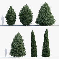 Juniperus virginiana Eastern red cedar