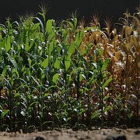 Corn Plants 15 Types in 5 Ages - PBR AssetKit