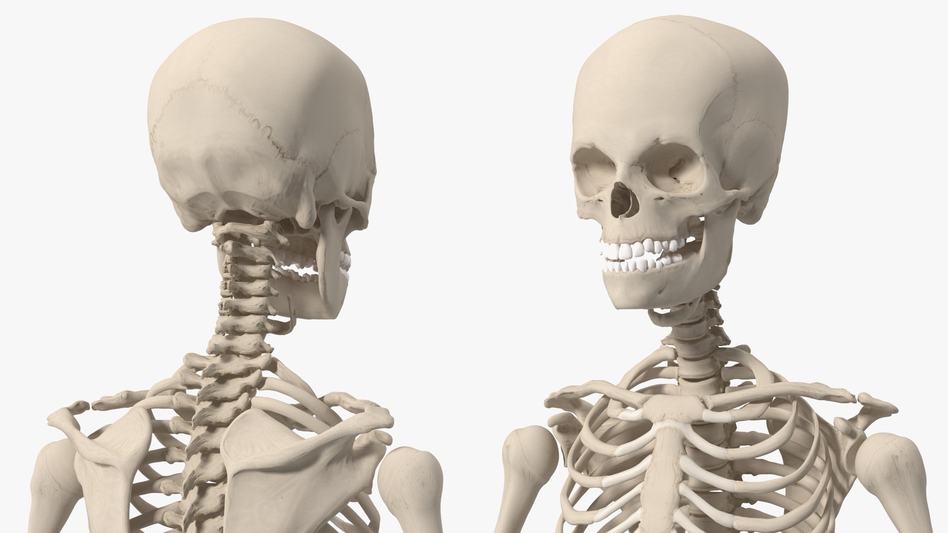 3D Boy Body Anatomy Collection model https://p.turbosquid.com/ts-thumb/xp/MsdDYy/0o/boybodyanatomycollection3dmodel080/jpg/1647438955/1920x1080/fit_q87/de5c81054ea8e6a9a56585bc3445fa1163def627/boybodyanatomycollection3dmodel080.jpg