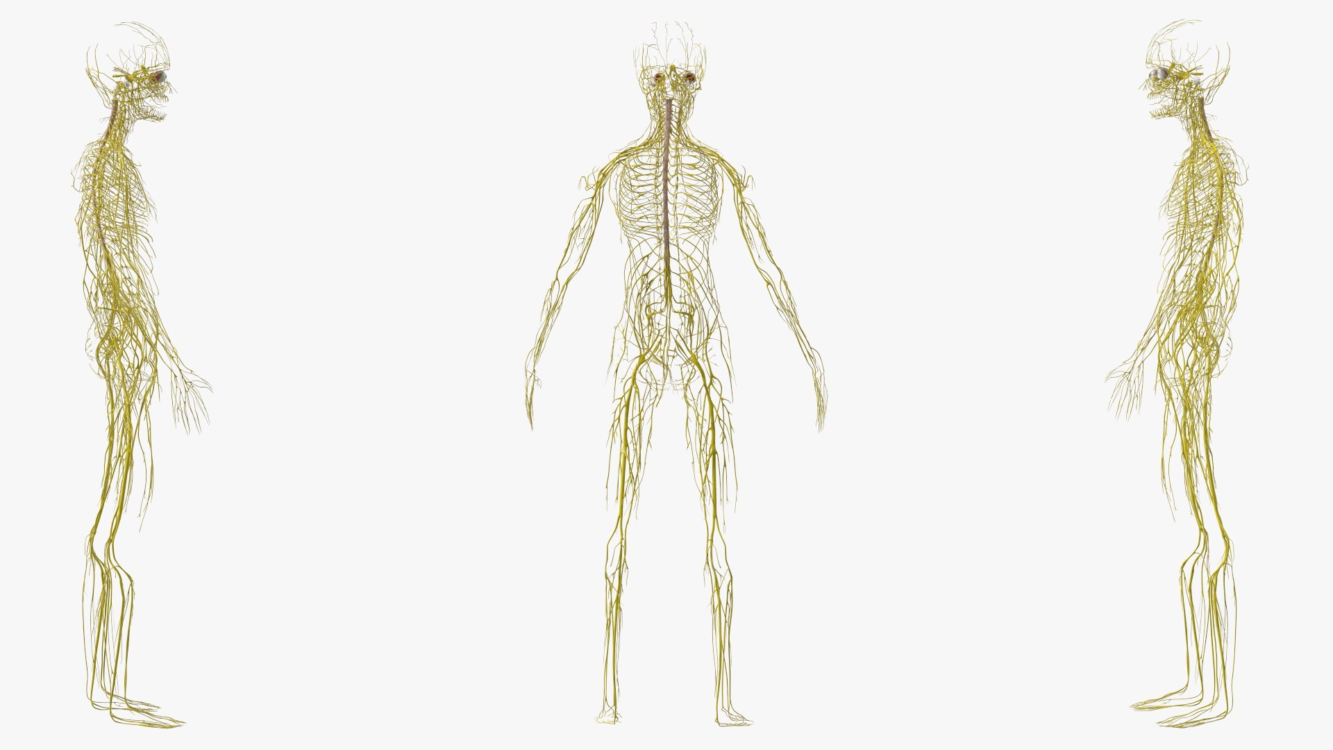 3D Boy Body Anatomy Collection model https://p.turbosquid.com/ts-thumb/xp/MsdDYy/3J/boybodyanatomycollection3dmodel060/jpg/1647438893/1920x1080/fit_q87/97a19c18993a22973e1df6418f8c18a949398129/boybodyanatomycollection3dmodel060.jpg