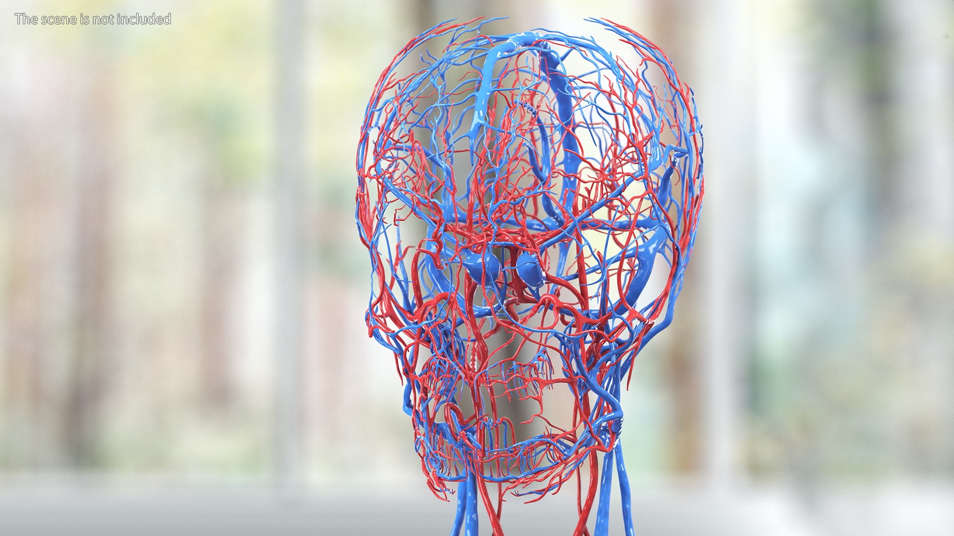 3D Boy Body Anatomy Collection model https://p.turbosquid.com/ts-thumb/xp/MsdDYy/6T/boybodyanatomycollection3dmodel026/jpg/1647438784/1920x1080/fit_q87/83c097fef78b10b57353153c6f16d5213f901a59/boybodyanatomycollection3dmodel026.jpg