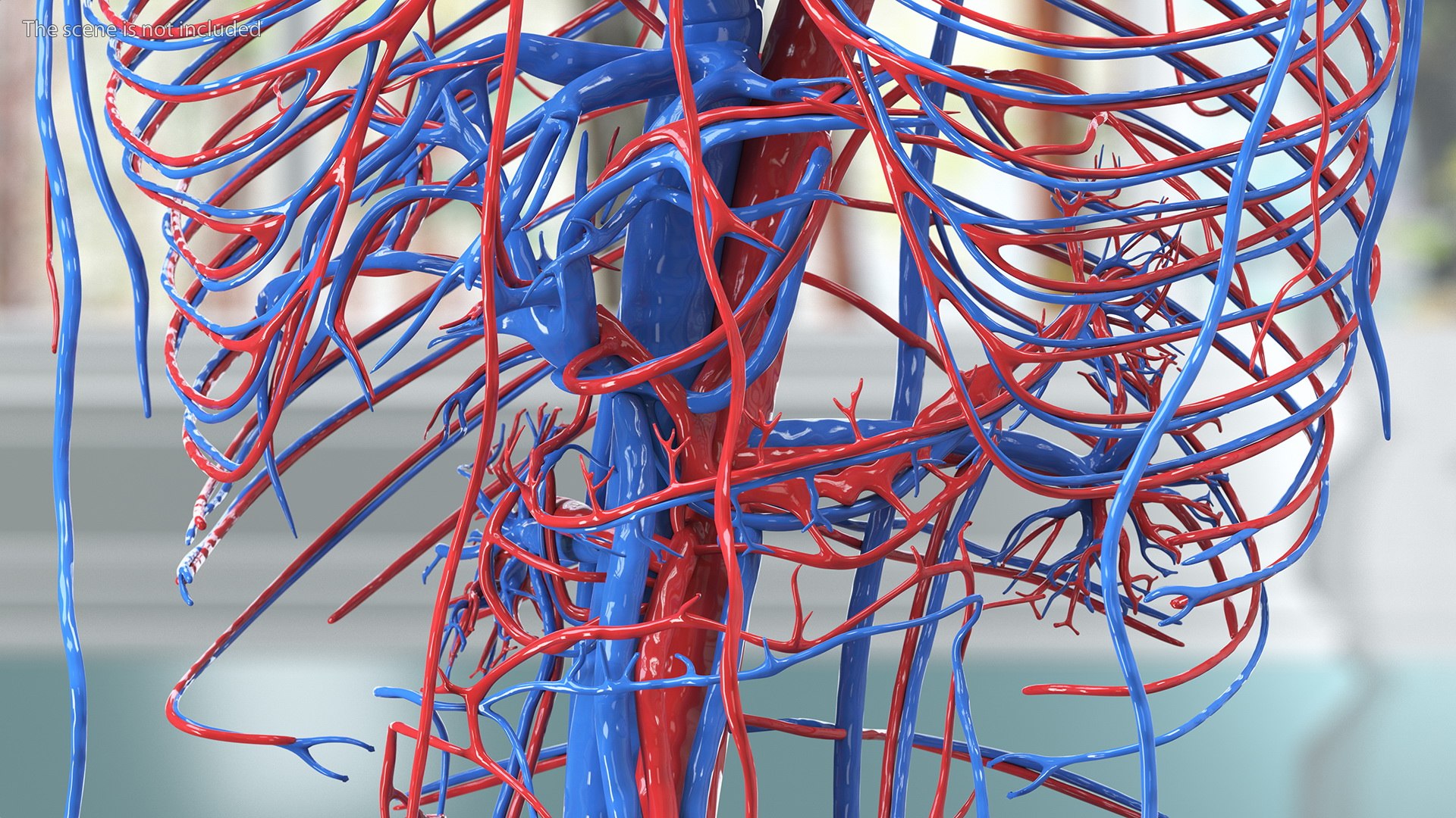 3D Boy Body Anatomy Collection model https://p.turbosquid.com/ts-thumb/xp/MsdDYy/7j/boybodyanatomycollection3dmodel029/jpg/1647438795/1920x1080/fit_q87/45ea53622e31e4826fcb4b2f835e525e60670f34/boybodyanatomycollection3dmodel029.jpg