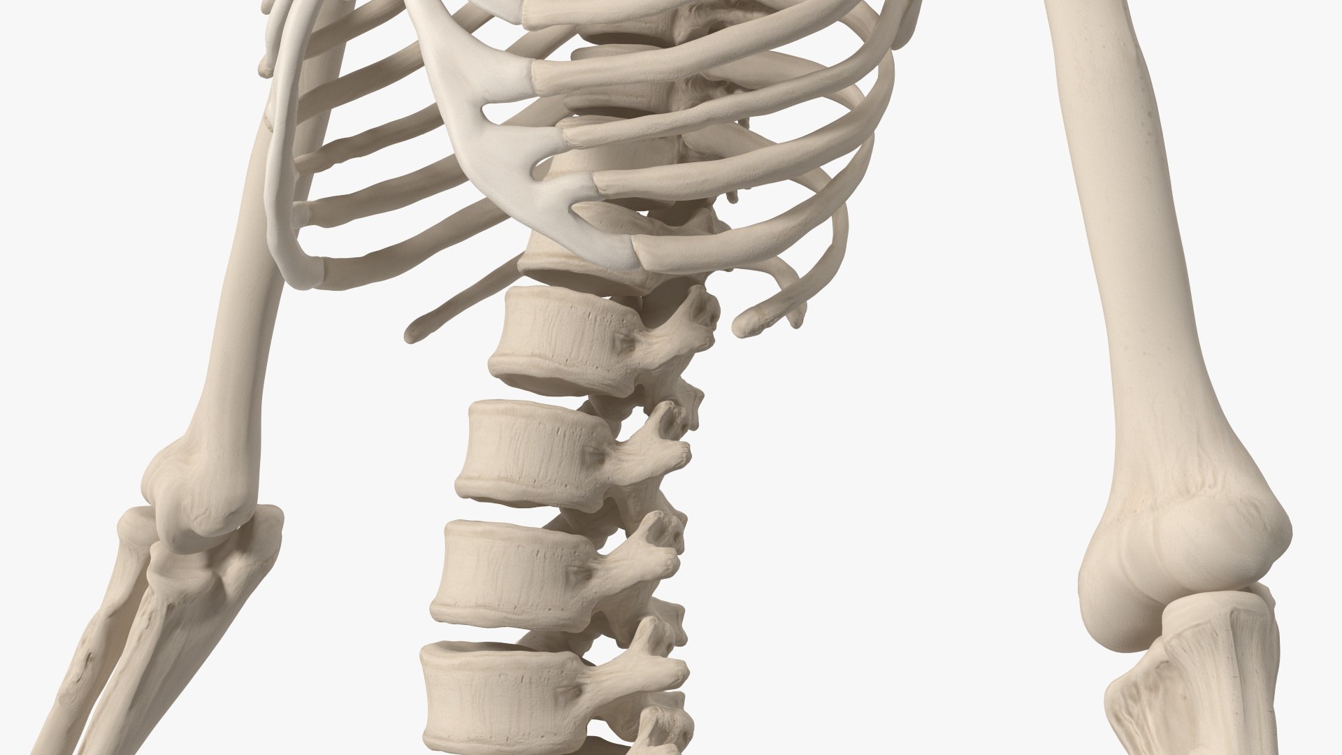 3D Boy Body Anatomy Collection model https://p.turbosquid.com/ts-thumb/xp/MsdDYy/AF/boybodyanatomycollection3dmodel083/jpg/1647438964/1920x1080/fit_q87/925414624aa184230eee3579f1beade4ba642006/boybodyanatomycollection3dmodel083.jpg