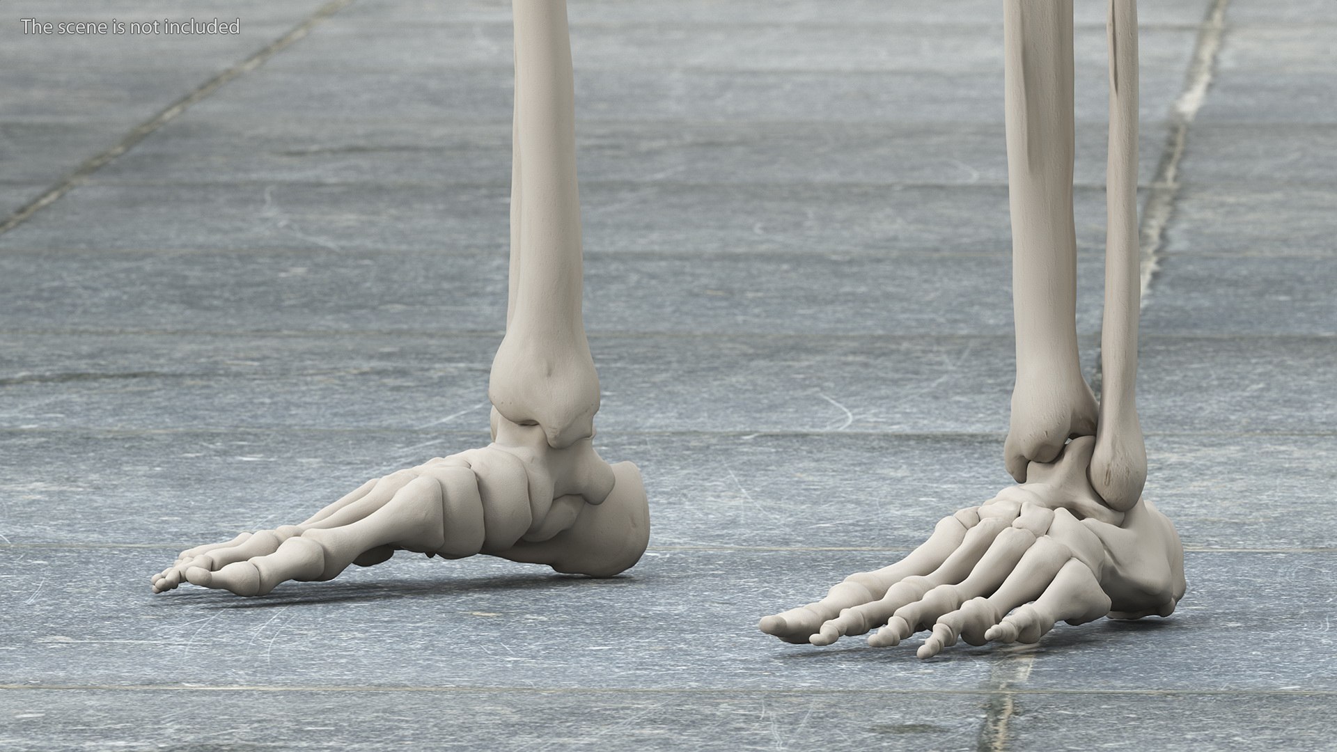 3D Boy Body Anatomy Collection model https://p.turbosquid.com/ts-thumb/xp/MsdDYy/B7/boybodyanatomycollection3dmodel074/jpg/1647438937/1920x1080/fit_q87/ab9cbc6d9e9b35a4078a2823723932ef09abc49d/boybodyanatomycollection3dmodel074.jpg