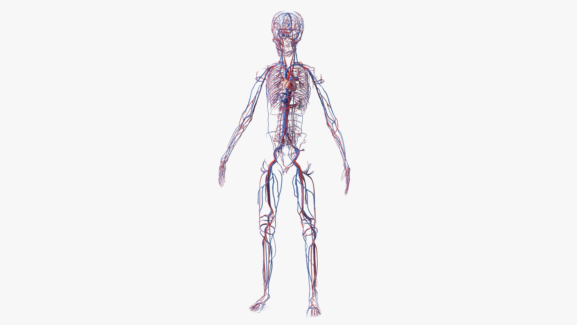 3D Boy Body Anatomy Collection model https://p.turbosquid.com/ts-thumb/xp/MsdDYy/BN/boybodyanatomycollection3dmodel024/jpg/1647438777/1920x1080/fit_q87/28b7bb6947a66fc272b1a7fb4a6d43c7ca6f25e8/boybodyanatomycollection3dmodel024.jpg