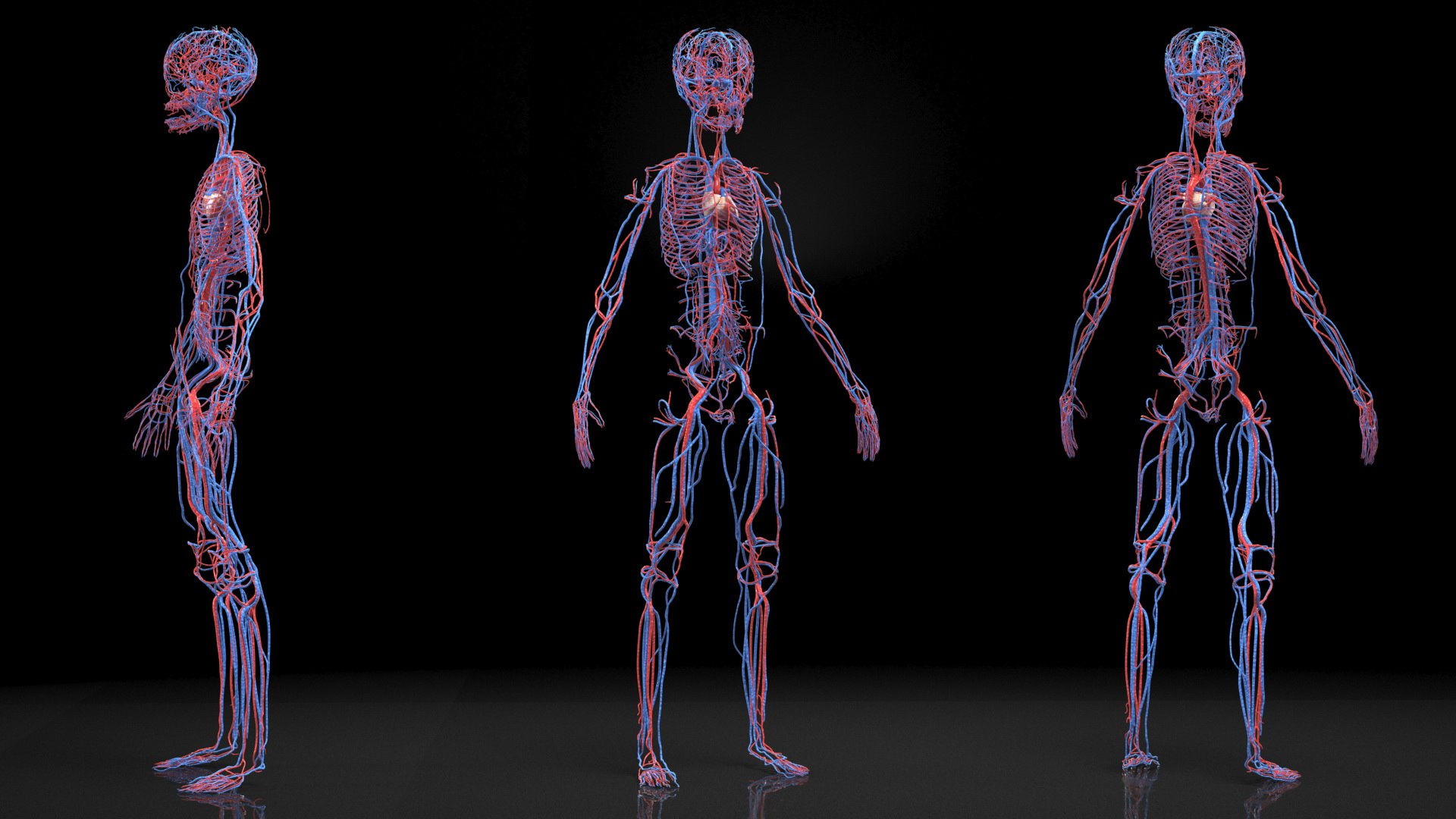 3D Boy Body Anatomy Collection model https://p.turbosquid.com/ts-thumb/xp/MsdDYy/Bg/boybodyanatomycollection3dmodel039/jpg/1647438824/1920x1080/fit_q87/a04dc91947ec8b4a83a56fdb9b7fb3227ee9aa52/boybodyanatomycollection3dmodel039.jpg