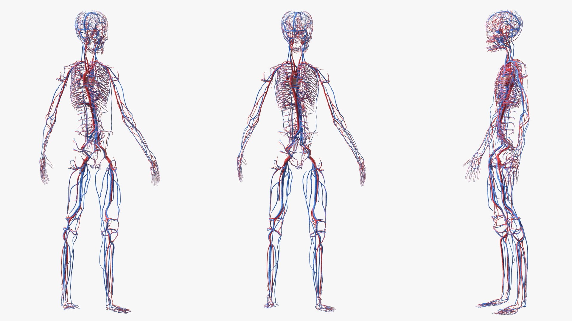 3D Boy Body Anatomy Collection model https://p.turbosquid.com/ts-thumb/xp/MsdDYy/Bu/boybodyanatomycollection3dmodel041/jpg/1647438830/1920x1080/fit_q87/8c965e8ad885f3b26a4cf2d9199196d31aa2ac14/boybodyanatomycollection3dmodel041.jpg