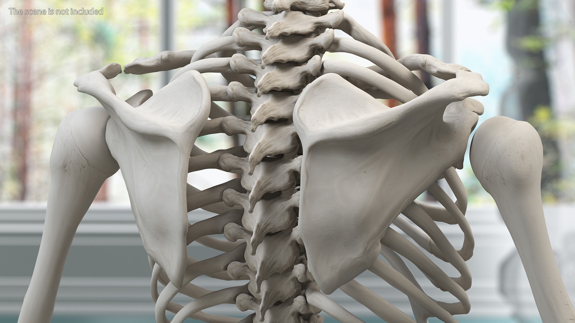 3D Boy Body Anatomy Collection model https://p.turbosquid.com/ts-thumb/xp/MsdDYy/J6/boybodyanatomycollection3dmodel070/jpg/1647438924/1920x1080/fit_q87/57db618743de313a1b0708dfe6857ab7bcce72ea/boybodyanatomycollection3dmodel070.jpg