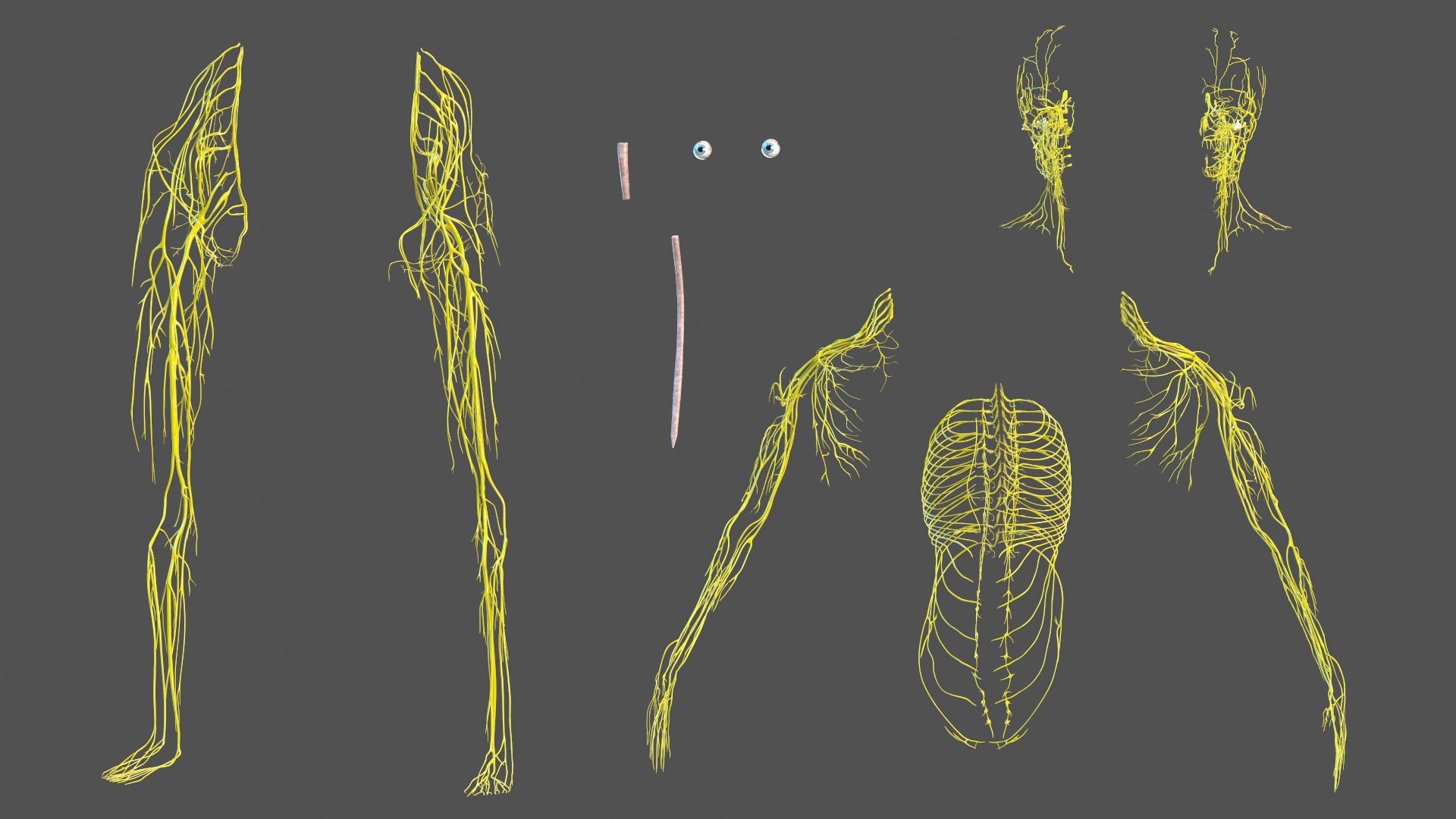 3D Boy Body Anatomy Collection model https://p.turbosquid.com/ts-thumb/xp/MsdDYy/KE/boybodyanatomycollection3dmodel055/jpg/1647438877/1920x1080/fit_q87/8bb148c5f334be33125afba6741417a4dc2359a4/boybodyanatomycollection3dmodel055.jpg