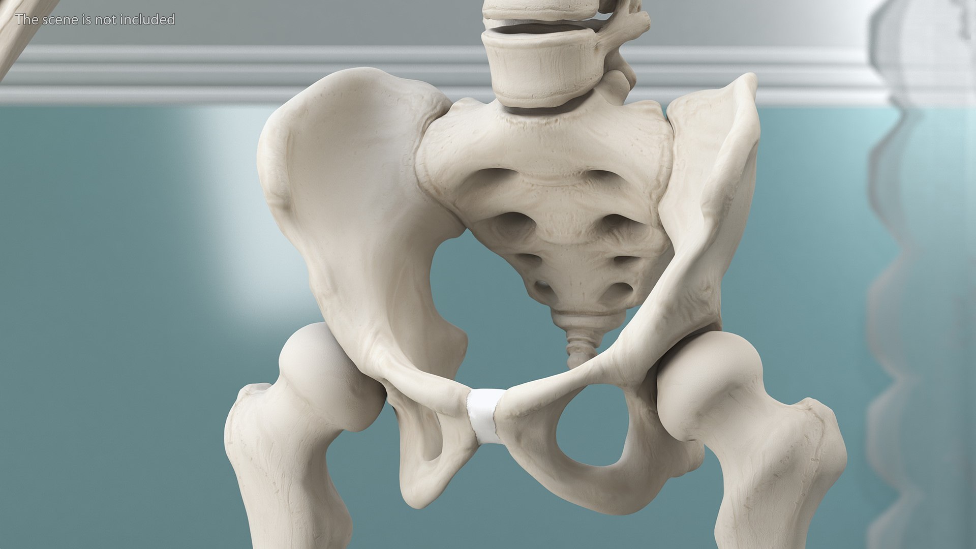 3D Boy Body Anatomy Collection model https://p.turbosquid.com/ts-thumb/xp/MsdDYy/KM/boybodyanatomycollection3dmodel072/jpg/1647438931/1920x1080/fit_q87/bc306e8a9de7b87b6a50da453d8ea4c738e22e43/boybodyanatomycollection3dmodel072.jpg