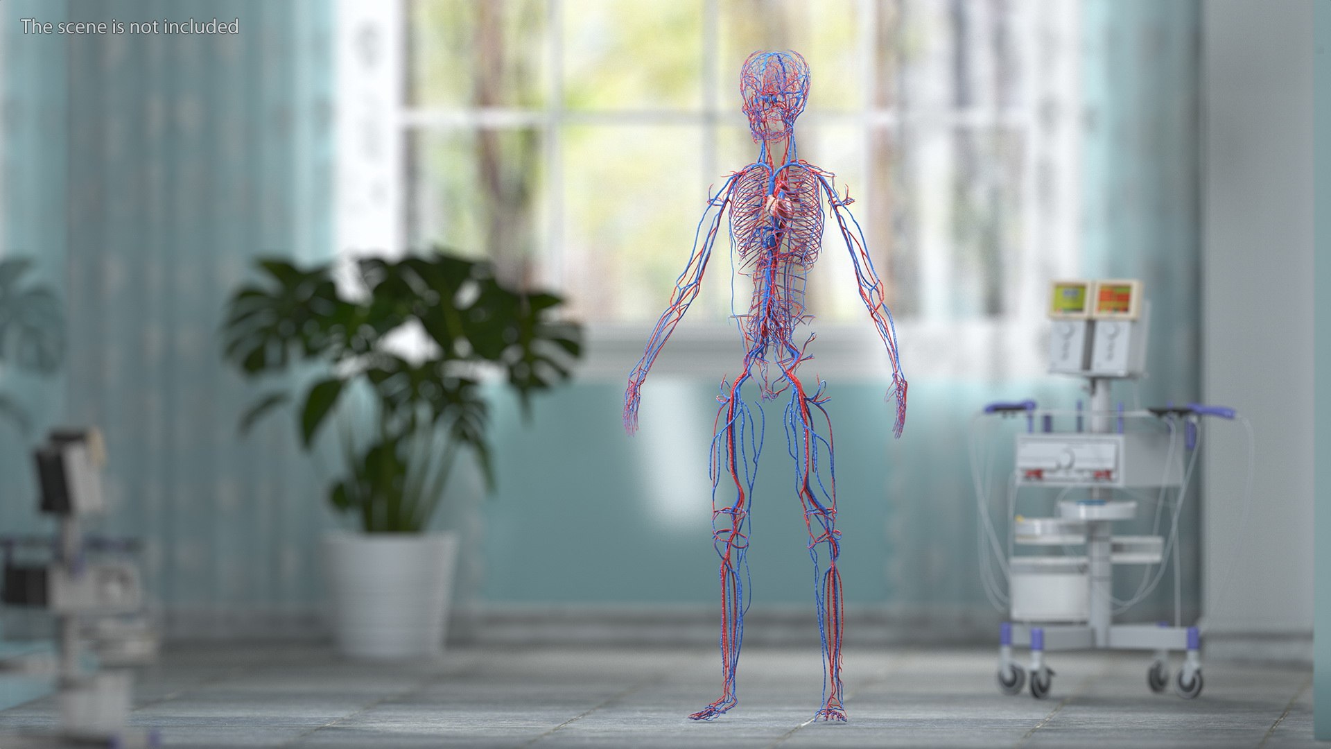 3D Boy Body Anatomy Collection model https://p.turbosquid.com/ts-thumb/xp/MsdDYy/Ll/boybodyanatomycollection3dmodel025/jpg/1647438780/1920x1080/fit_q87/fba1bf93152e1953dec63c472779f1d9ea24d36d/boybodyanatomycollection3dmodel025.jpg