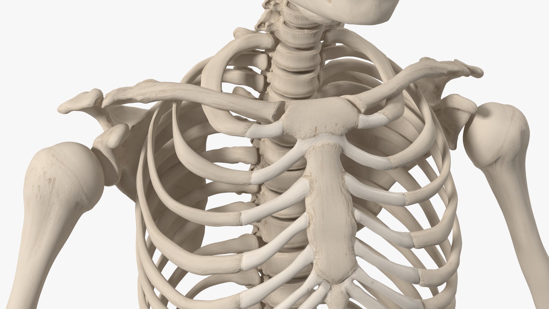 3D Boy Body Anatomy Collection model https://p.turbosquid.com/ts-thumb/xp/MsdDYy/Tg/boybodyanatomycollection3dmodel082/jpg/1647438961/1920x1080/fit_q87/61d5bccecc00718fdbcb24660f50d1c90e242cf5/boybodyanatomycollection3dmodel082.jpg