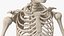 Körperanatomie-Sammlung für Jungen