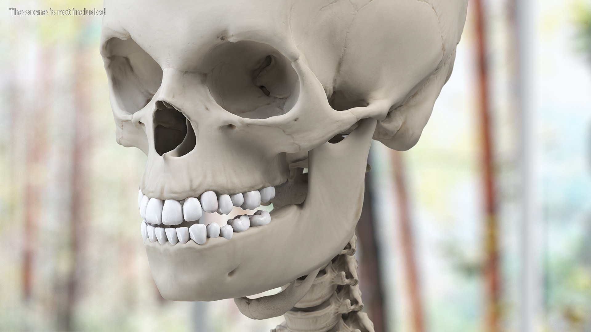 3D Boy Body Anatomy Collection model https://p.turbosquid.com/ts-thumb/xp/MsdDYy/WD/boybodyanatomycollection3dmodel068/jpg/1647438918/1920x1080/fit_q87/35b5400b696b45af76c44ad9b4f3614732aa4ce2/boybodyanatomycollection3dmodel068.jpg
