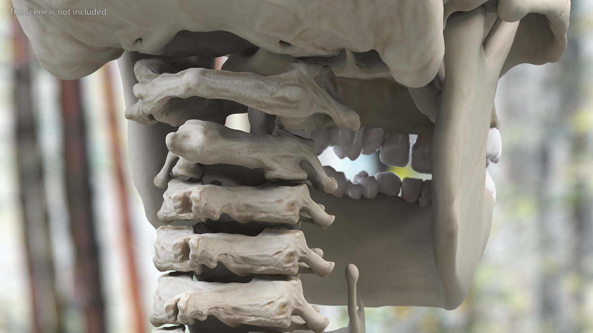 3D Boy Body Anatomy Collection model https://p.turbosquid.com/ts-thumb/xp/MsdDYy/XK/boybodyanatomycollection3dmodel071/jpg/1647438928/1920x1080/fit_q87/6b308d99d7b802d457da3fd42d252a26891806b1/boybodyanatomycollection3dmodel071.jpg