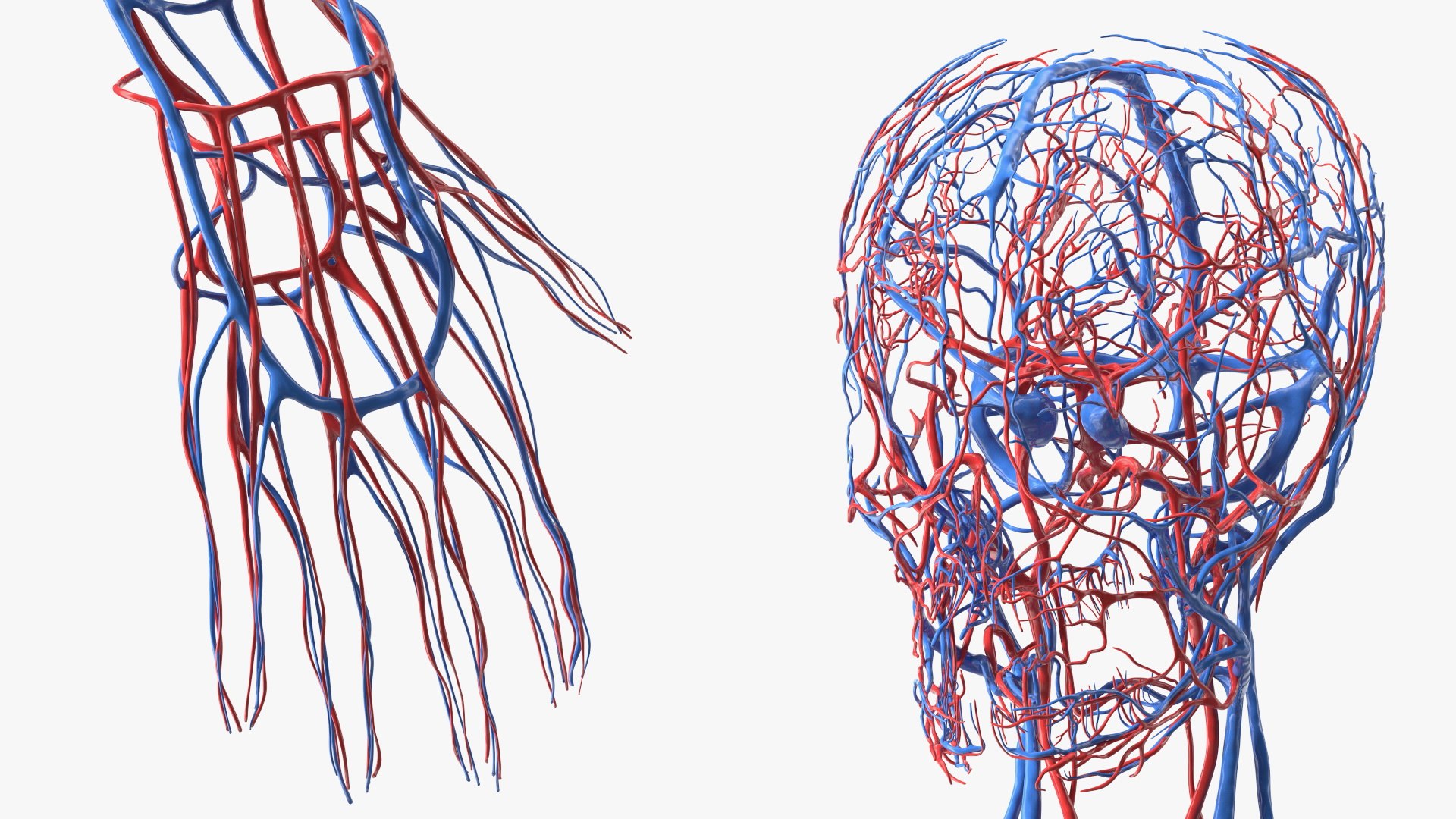 3D Boy Body Anatomy Collection model https://p.turbosquid.com/ts-thumb/xp/MsdDYy/XL/boybodyanatomycollection3dmodel043/jpg/1647438838/1920x1080/fit_q87/514543b9e8cce95288725fd75ac8165a5e865914/boybodyanatomycollection3dmodel043.jpg